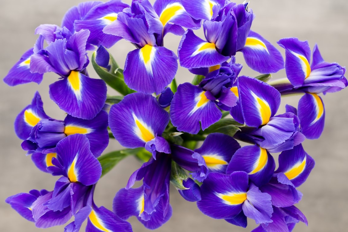 Fleur de naissance de février : Violette et Iris