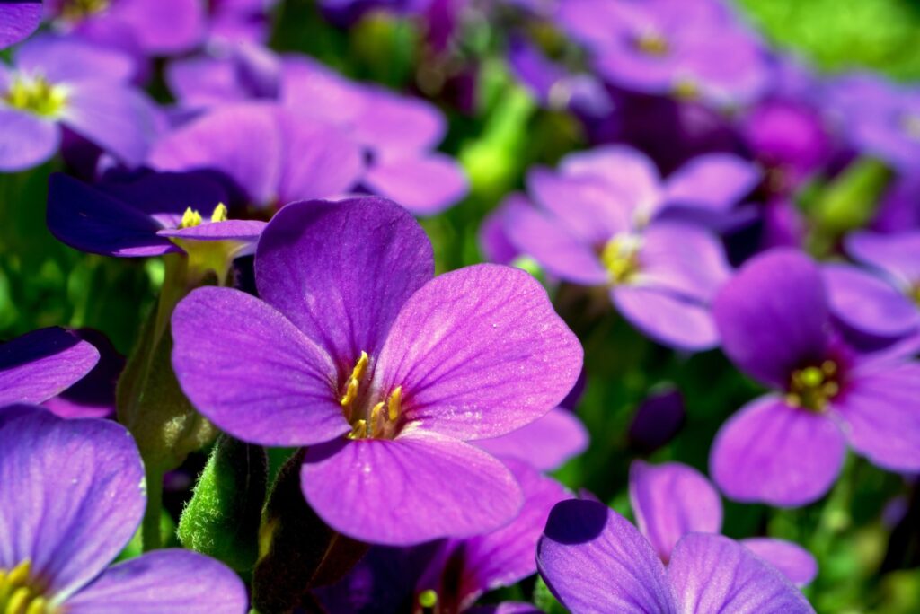 Fleur de naissance de février : Violette et Iris