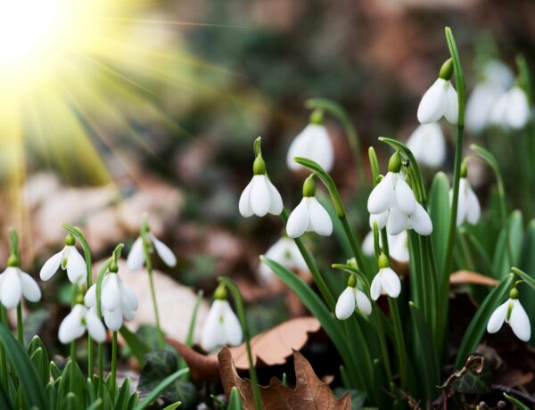 Perce Neige : Fleur de naissance de janvier