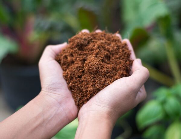 Mains tenant de la fibre de coco avec des plantes floues en arrière-plan.